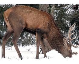 BLASON PHOTO 70x100 CERF dans la neige - par 2